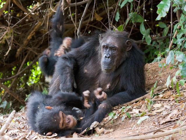 Gombe Stream National Park